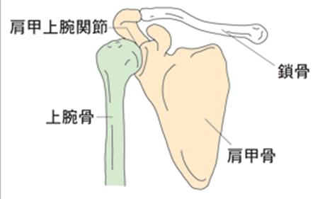 肩甲上腕関節の図